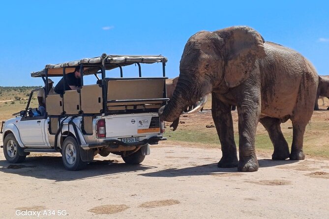 Addo Elephant Park Day Safari